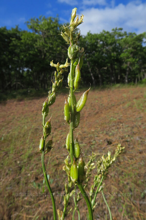 Hood River milk-vetch seed-pods (Astragalus hoodianus) [Soda Springs Wildlife Area, Klickitat County, Washington]