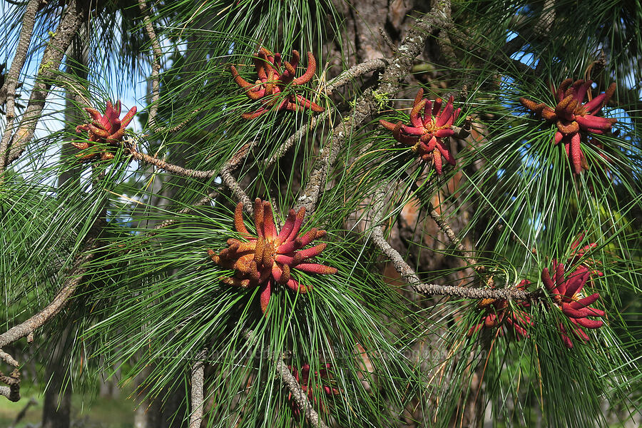 ponderosa pine flowers (Pinus ponderosa) [Soda Springs Wildlife Area, Klickitat County, Washington]