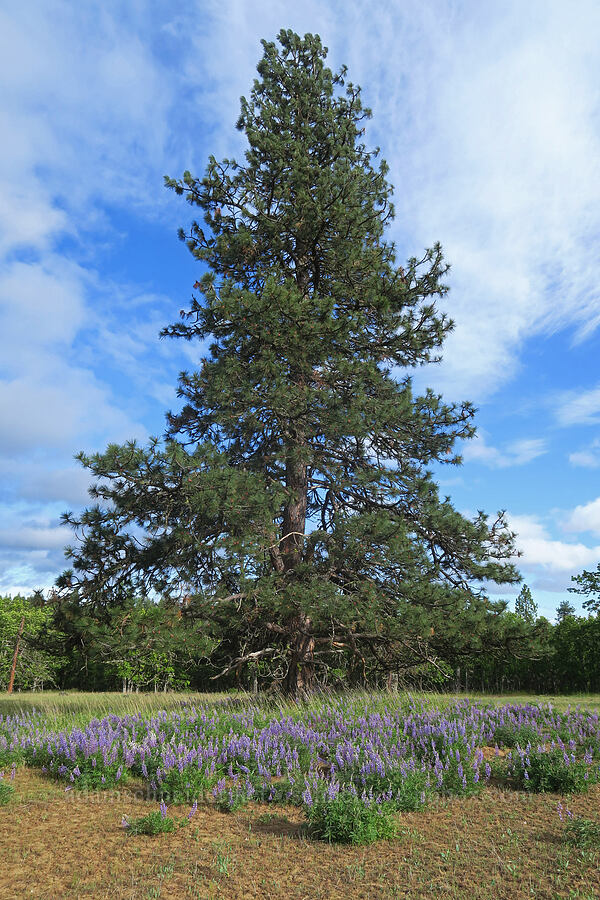 lupines & a ponderosa pine (Lupinus sp., Pinus ponderosa) [Soda Springs Wildlife Area, Klickitat County, Washington]