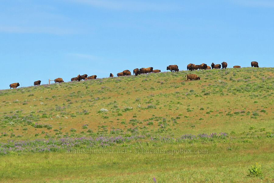 bison herd (Bison bison) [Harms Road, Klickitat County, Washington]