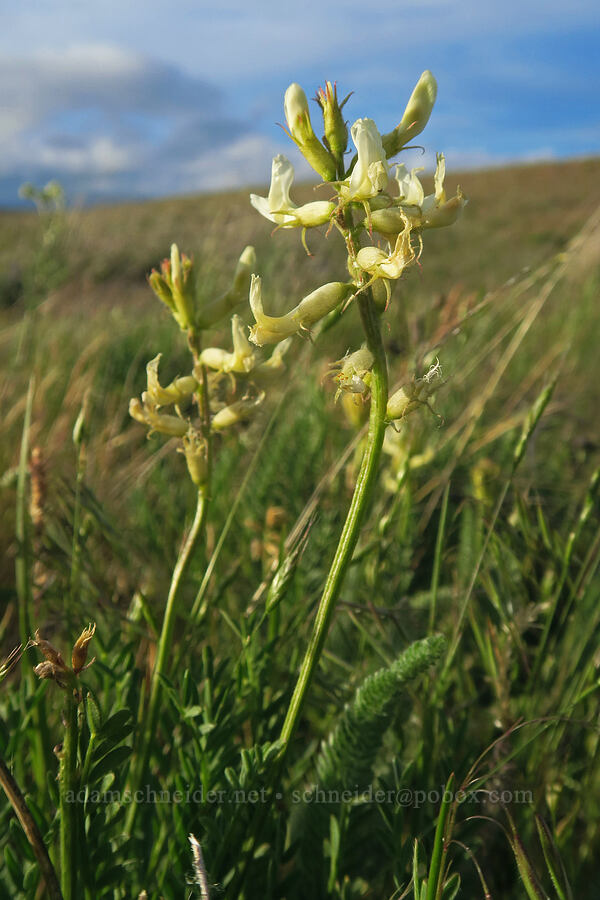 Hood River milk-vetch (Astragalus hoodianus) [Swale Creek Wildlife Area, Klickitat County, Washington]