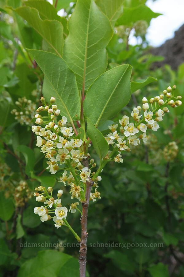 chokecherry flowers (Prunus virginiana) [Swale Creek Wildlife Area, Klickitat County, Washington]