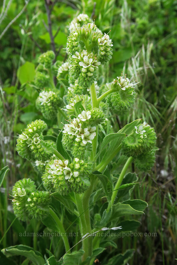 phacelia (Phacelia sp.) [Swale Creek Wildlife Area, Klickitat County, Washington]