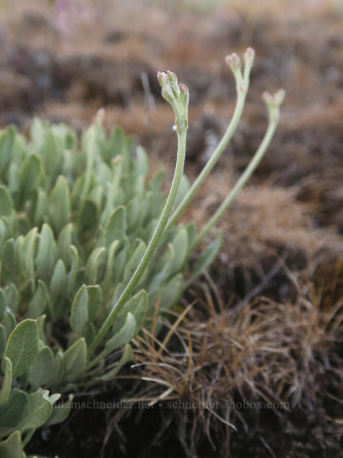 snow buckwheat (?) (Eriogonum niveum) [Swale Creek Wildlife Area, Klickitat County, Washington]