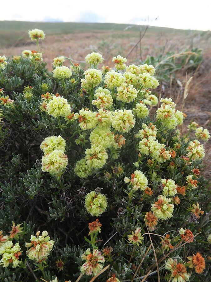 scabland buckwheat (Eriogonum sphaerocephalum var. sublineare (Eriogonum douglasii var. tenue)) [Swale Creek Wildlife Area, Klickitat County, Washington]
