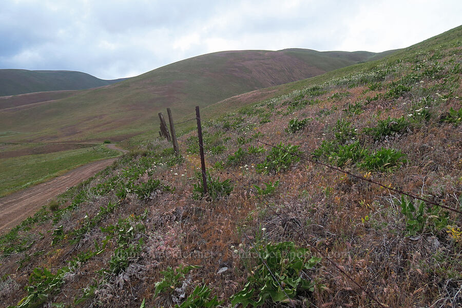 not a good year for balsamroot and lupines [Dalles Mountain Road, Klickitat County, Washington]