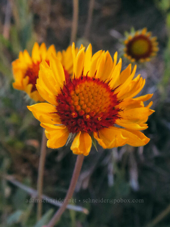 blanketflower (Gaillardia aristata) [Dalles Mountain Road, Klickitat County, Washington]