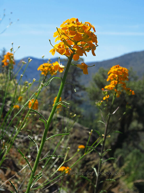 orange wallflower (Erysimum capitatum) [Kerby Flat Trail, Rogue River-Siskiyou National Forest, Josephine County, Oregon]