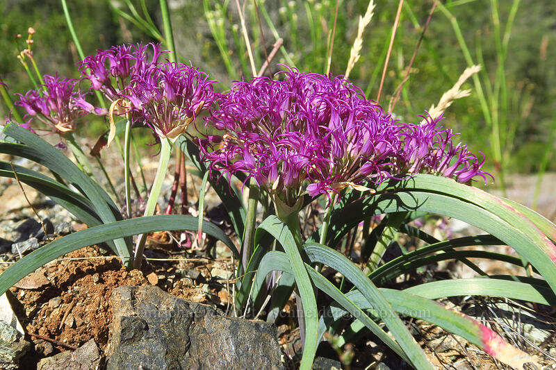 sickle-leaved onion (Allium falcifolium) [Kerby Flat Trail, Rogue River-Siskiyou National Forest, Josephine County, Oregon]