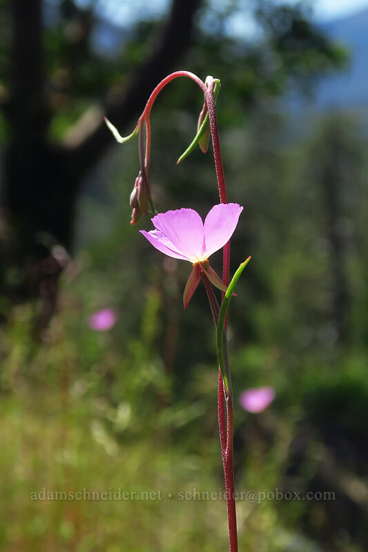 slender clarkia (Clarkia gracilis ssp. gracilis) [Kerby Flat Trail, Rogue River-Siskiyou National Forest, Josephine County, Oregon]