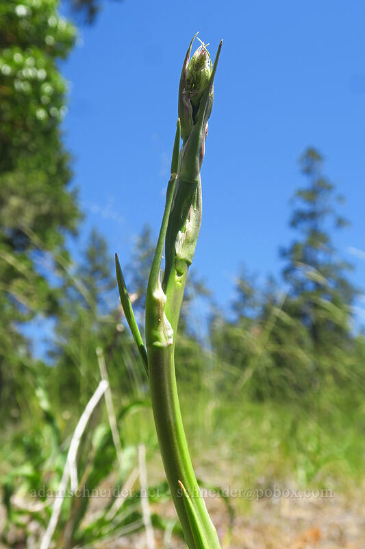 wavy-leaf soap plant, budding (Chlorogalum pomeridianum) [Kerby Flat Trail, Rogue River-Siskiyou National Forest, Josephine County, Oregon]