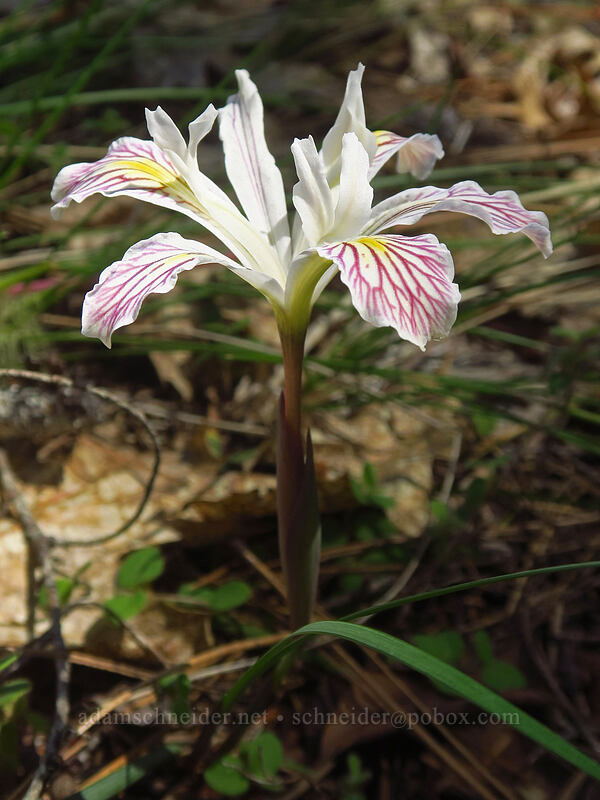 iris (Iris sp.) [Kerby Flat Trail, Rogue River-Siskiyou National Forest, Josephine County, Oregon]