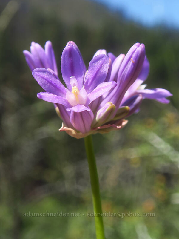 round-tooth ookow (Dichelostemma multiflorum (Brodiaea multiflora)) [Kerby Flat Trail, Rogue River-Siskiyou National Forest, Josephine County, Oregon]