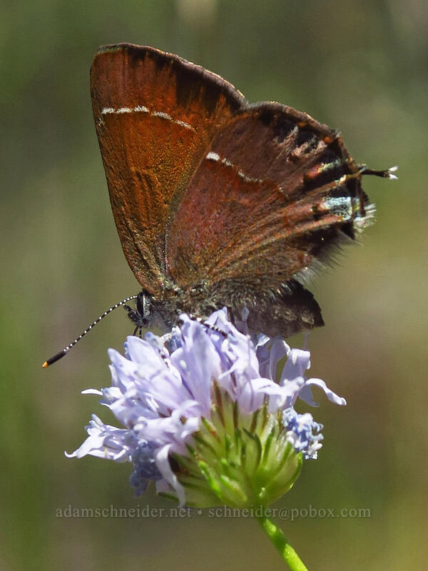 Nelson's cedar hairstreak butterfly on blue-head gilia (Callophrys gryneus nelsoni, Gilia capitata) [Kerby Flat Trail, Rogue River-Siskiyou National Forest, Josephine County, Oregon]