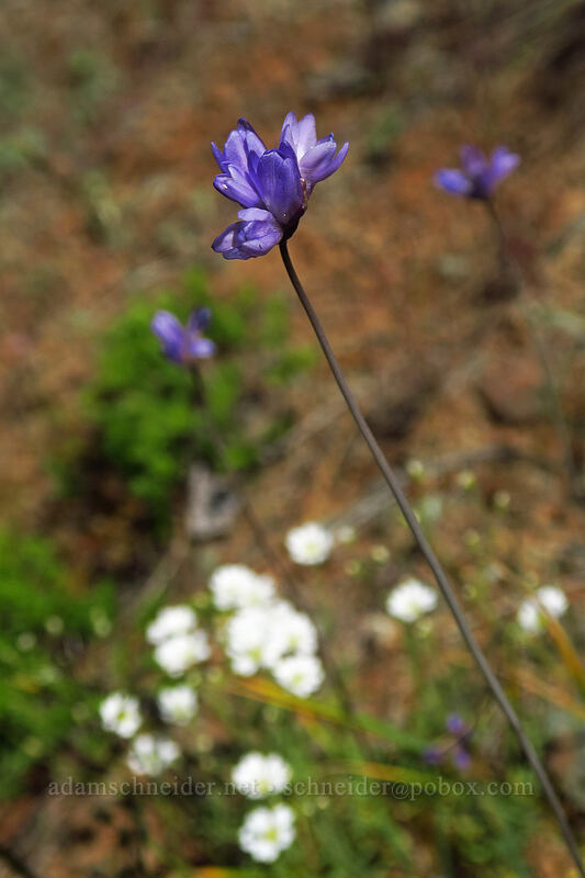 blue dicks & chickweed (Dichelostemma capitatum (Dipterostemon capitatus), Cerastium sp.) [Kerby Flat Trail, Rogue River-Siskiyou National Forest, Josephine County, Oregon]