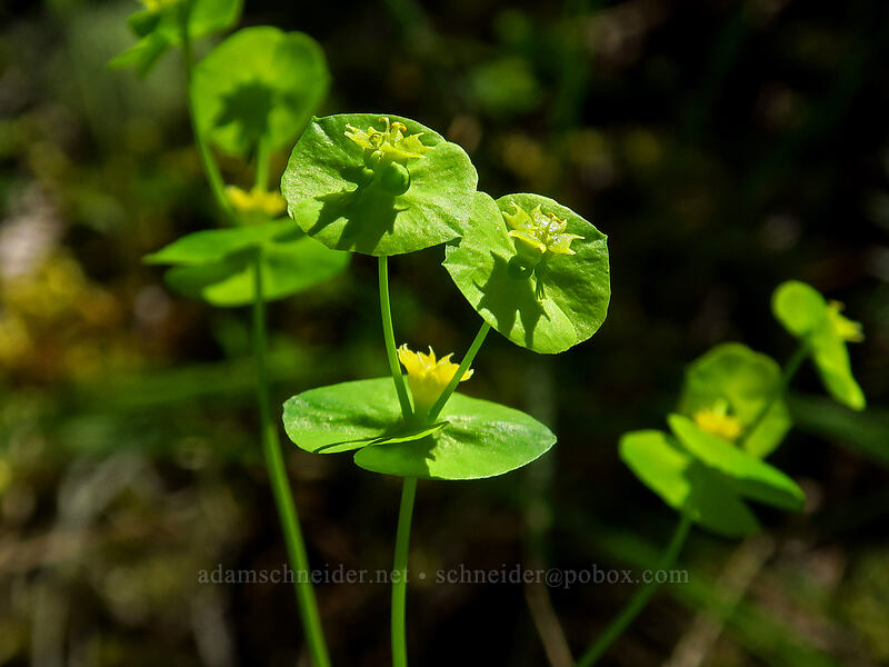 western wood spurge (Chinese caps) (Euphorbia crenulata) [Kerby Flat Trail, Rogue River-Siskiyou National Forest, Josephine County, Oregon]