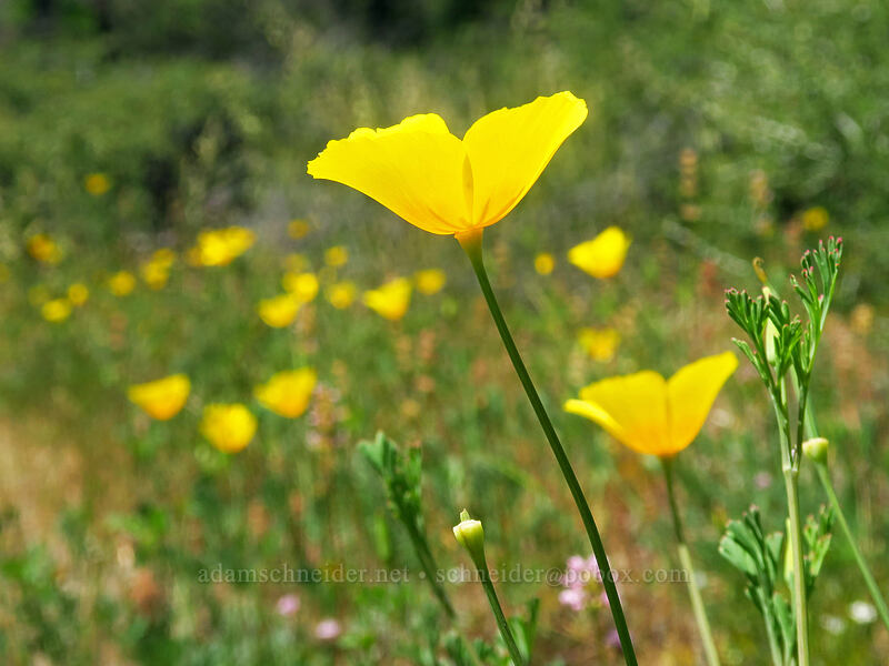 California poppies (Eschscholzia californica) [Kerby Flat Trail, Rogue River-Siskiyou National Forest, Josephine County, Oregon]