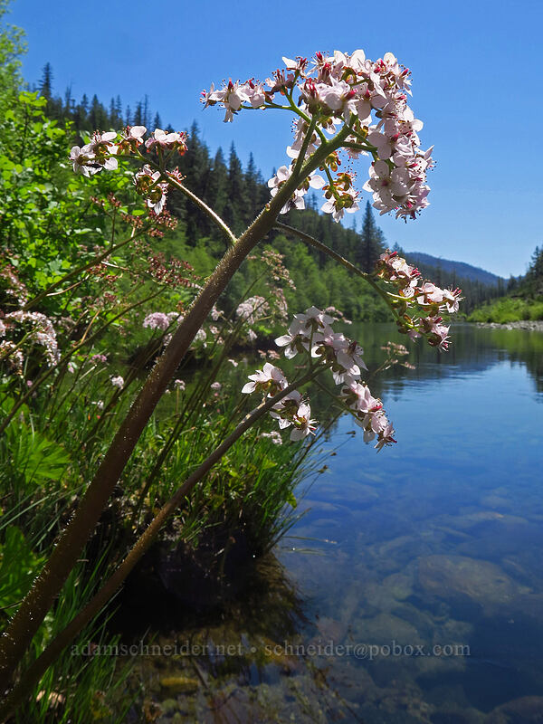Indian rhubarb & the Illinois River (Darmera peltata) [Kerby Flat Trail, Rogue River-Siskiyou National Forest, Josephine County, Oregon]