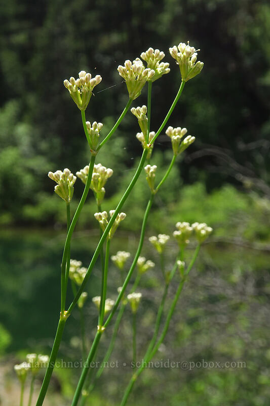 bare-stem buckwheat (Eriogonum nudum var. nudum) [Kerby Flat Trail, Rogue River-Siskiyou National Forest, Josephine County, Oregon]