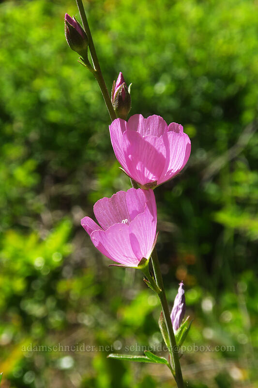 Del Norte checker-bloom (Sidalcea asprella (Sidalcea malviflora ssp. asprella)) [Kerby Flat Trail, Rogue River-Siskiyou National Forest, Josephine County, Oregon]