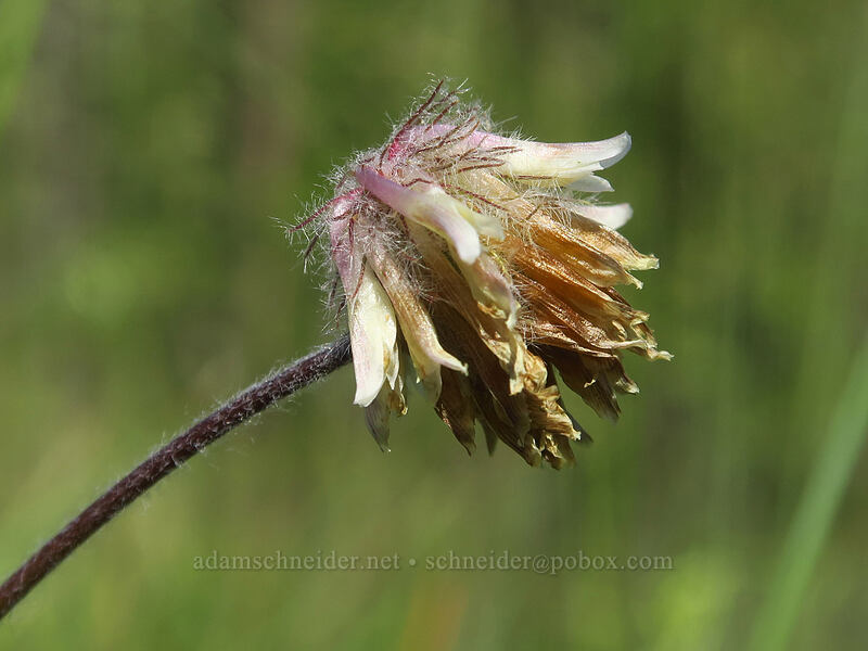 woolly-head clover (Trifolium eriocephalum) [Kerby Flat Trail, Rogue River-Siskiyou National Forest, Josephine County, Oregon]