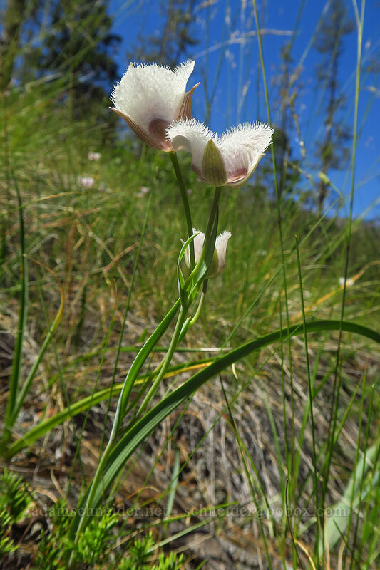 Tolmie's mariposa lilies (Calochortus tolmiei) [Kerby Flat Trail, Rogue River-Siskiyou National Forest, Josephine County, Oregon]