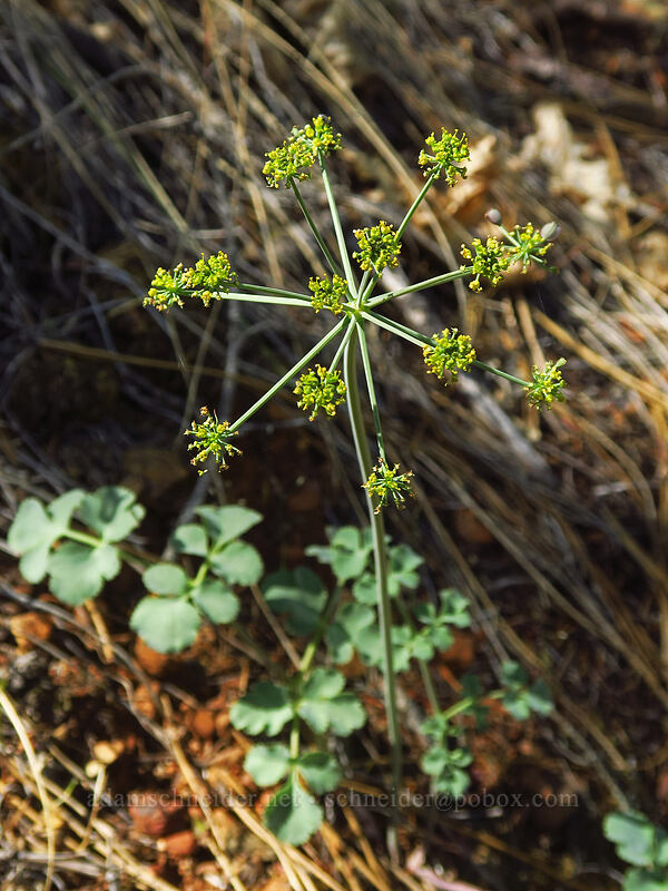 Howell's desert parsley (Lomatium howellii) [Kerby Flat Trail, Rogue River-Siskiyou National Forest, Josephine County, Oregon]
