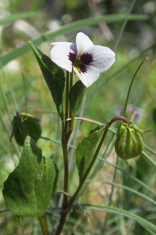 wedge-leaf violet (Viola cuneata) [Kerby Flat Trail, Rogue River-Siskiyou National Forest, Josephine County, Oregon]