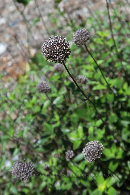 Shelton's coyote-mint seed-heads (Monardella sheltonii (Monardella villosa ssp. sheltonii)) [Kerby Flat Trail, Rogue River-Siskiyou National Forest, Josephine County, Oregon]