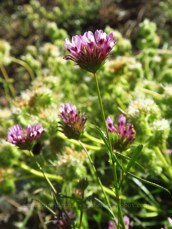 tomcat clover (Trifolium willdenovii) [Kerby Flat Trailhead, Rogue River-Siskiyou National Forest, Josephine County, Oregon]