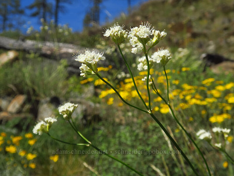 bare-stem buckwheat & Oregon sunshine (Eriogonum nudum var. nudum, Eriophyllum lanatum var. achilleoides) [Illinois River Road, Rogue River-Siskiyou National Forest, Josephine County, Oregon]