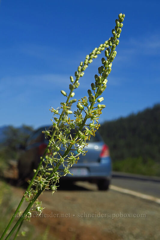 Klamath rush-lily (and my car) (Hastingsia serpentinicola (Hastingsia alba)) [Illinois River Road, Rogue River-Siskiyou National Forest, Josephine County, Oregon]
