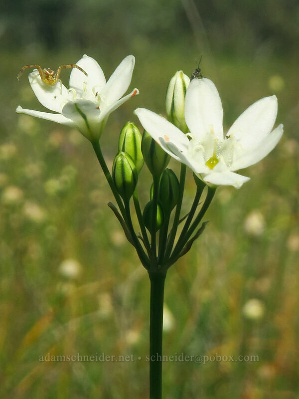 white brodiaea (wild hyacinth) (Triteleia hyacinthina (Brodiaea hyacinthina)) [Eight Dollar Mountain ACEC, Josephine County, Oregon]
