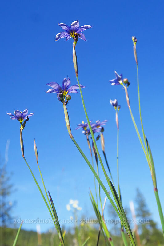 western blue-eyed-grass (Sisyrinchium bellum) [Eight Dollar Mountain ACEC, Josephine County, Oregon]