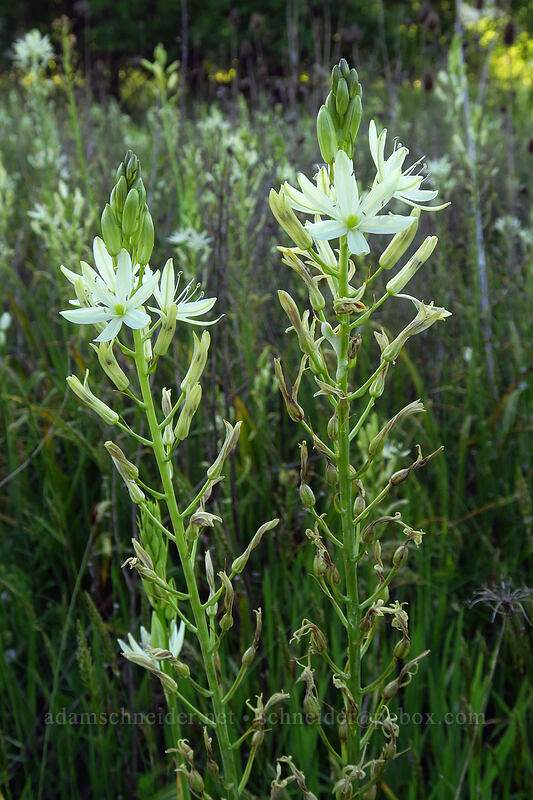 Leichtlin's camas (Camassia leichtlinii ssp. leichtlinii) [Popcorn Swale Nature Preserve, Douglas County, Oregon]