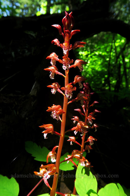 spotted coral-root orchid (Corallorhiza maculata) [Buck Creek Trail, Klickitat County, Washington]
