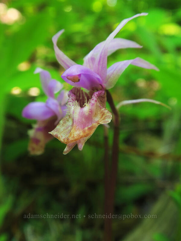 fairy slipper orchid (Calypso bulbosa var. occidentalis) [Buck Creek Trail, Klickitat County, Washington]