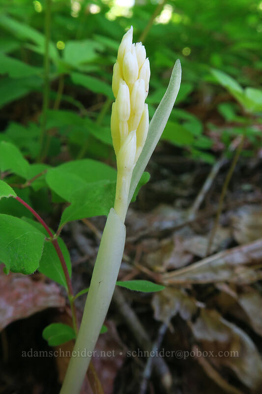 phantom orchid, budding (Cephalanthera austiniae (Eburophyton austiniae)) [Buck Creek Trail, Klickitat County, Washington]