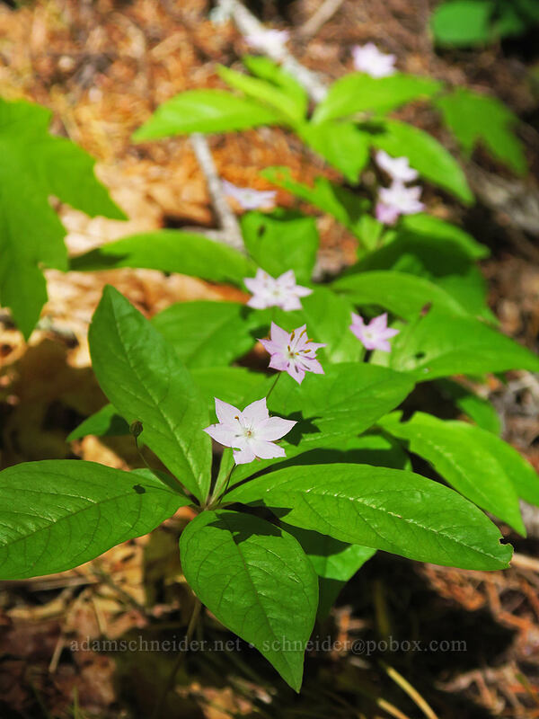 western starflowers (Lysimachia latifolia (Trientalis borealis ssp. latifolia)) [Buck Creek Trail, Klickitat County, Washington]