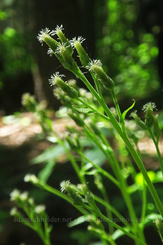 raceme pussy-toes, pistillate (female) flowers (Antennaria racemosa) [Buck Creek Trail, Klickitat County, Washington]
