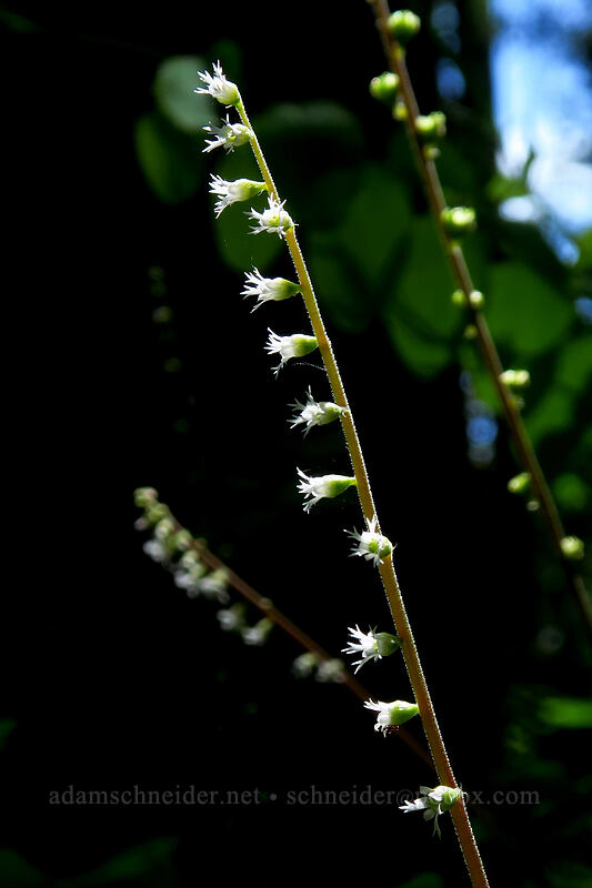 angle-leaf mitrewort (Ozomelis diversifolia (Mitella diversifolia)) [Buck Creek Trail, Klickitat County, Washington]