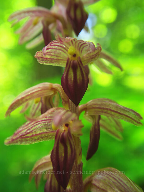 striped coral-root orchid (Corallorhiza striata) [Buck Creek Trail, Klickitat County, Washington]
