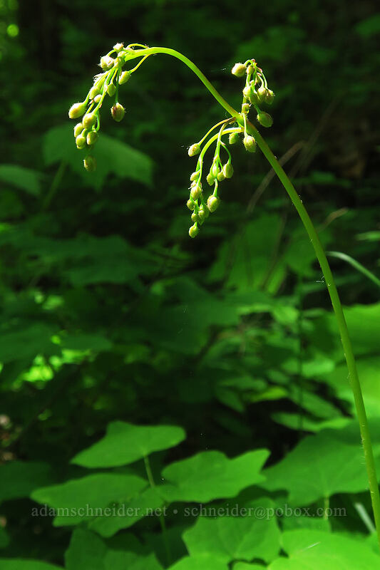 inside-out flower, budding (Vancouveria hexandra) [Buck Creek Trail, Klickitat County, Washington]