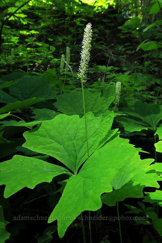 vanilla-leaf (Achlys triphylla) [Buck Creek Trail, Klickitat County, Washington]