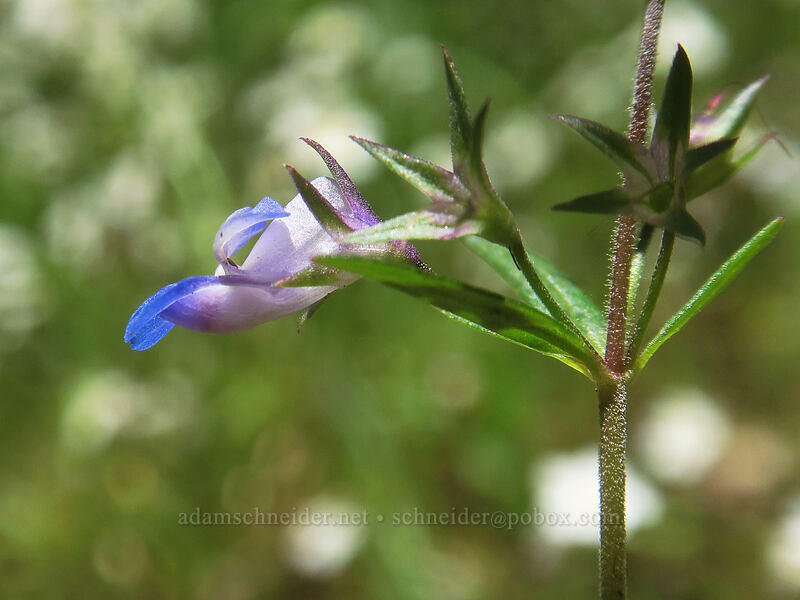 small-flowered blue-eyed-Mary (Collinsia parviflora) [Buck Creek Trail, Klickitat County, Washington]