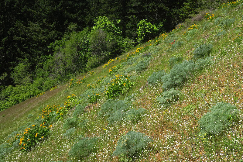 balsamroot & Columbia desert parsley (Balsamorhiza sp., Lomatium columbianum) [Buck Creek Trail, Klickitat County, Washington]