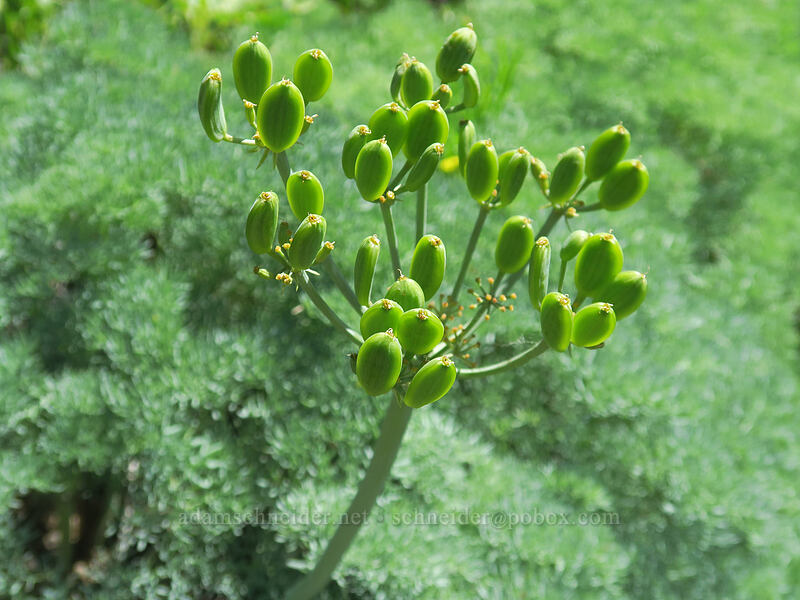 Columbia desert parsley seeds (Lomatium columbianum) [Buck Creek Trail, Klickitat County, Washington]