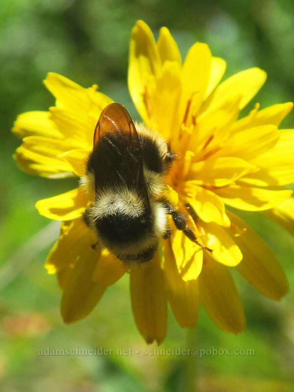 bumblebee on slender hawksbeard (Bombus sp., Crepis atribarba) [Buck Creek Trail, Klickitat County, Washington]