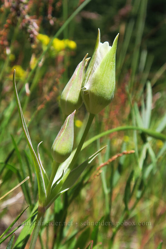 subalpine mariposa lily, budding (Calochortus subalpinus) [Buck Creek Trail, Klickitat County, Washington]