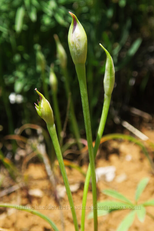 taper-tip onion, budding (Allium acuminatum) [Buck Creek Trail, Klickitat County, Washington]
